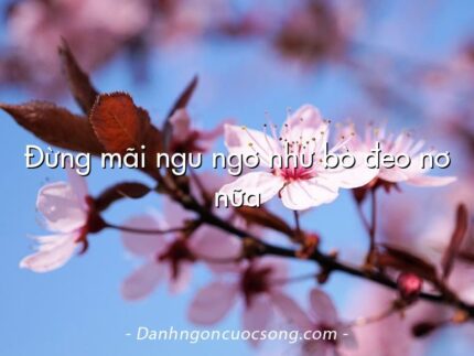 Đừng mãi ngu ngơ như bò đeo nơ nữa