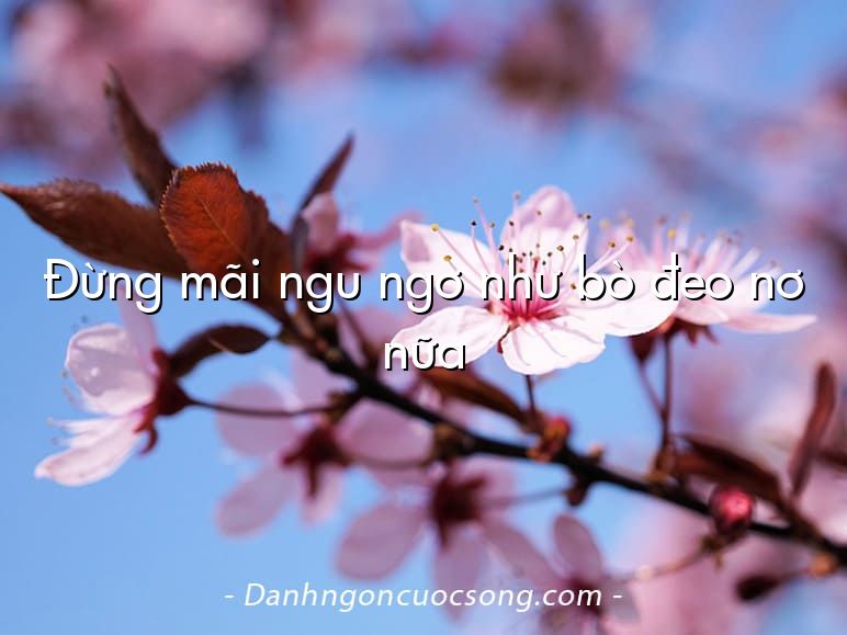 Đừng mãi ngu ngơ như bò đeo nơ nữa