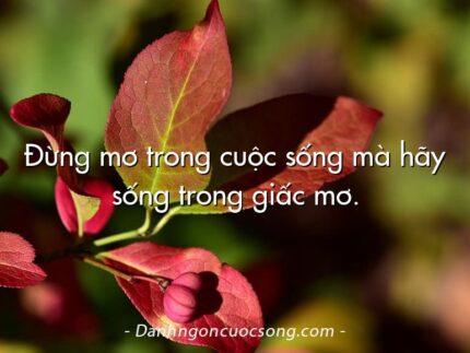 Đừng mơ trong cuộc sống mà hãy sống trong giấc mơ.