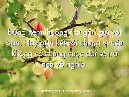 Đừng xem thường thứ gần gữi với bạn. Hãy gắn kết với chúng vì nếu không có chúng cuộc đời sẽ trở nên vô nghĩa.