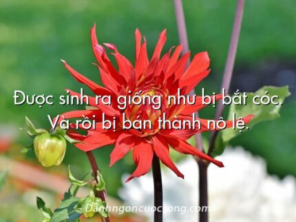 Được sinh ra giống như bị bắt cóc. Và rồi bị bán thành nô lệ.