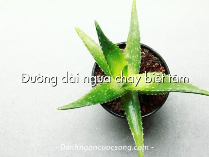 Đường dài ngựa chạy biệt tăm