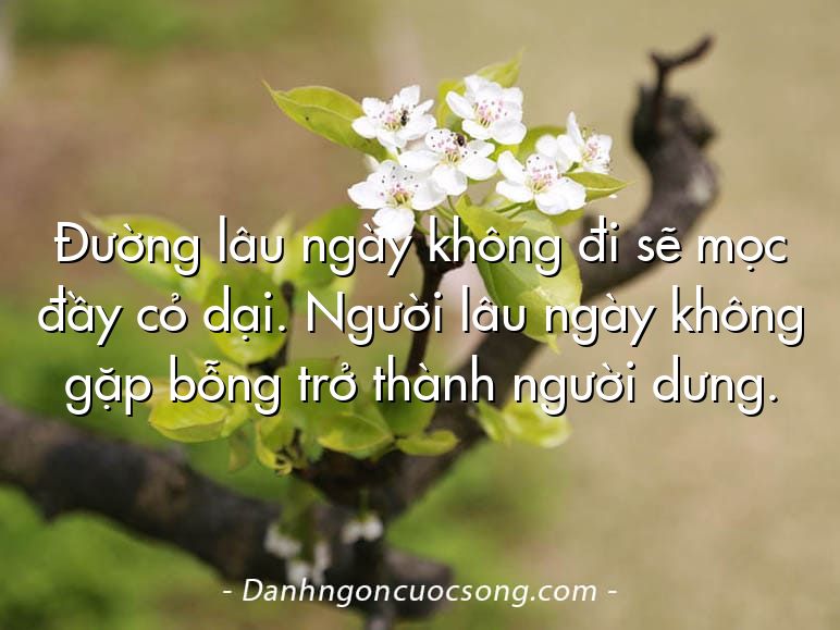 Đường lâu ngày không đi sẽ mọc đầy cỏ dại. Người lâu ngày không gặp bỗng trở thành người dưng.