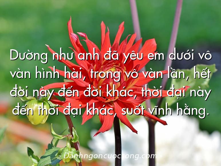 Dường như anh đã yêu em dưới vô vàn hình hài, trong vô vàn lần, hết đời này đến đời khác, thời đại này đến thời đại khác, suốt vĩnh hằng.