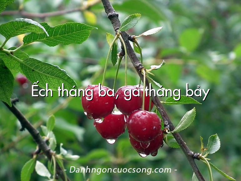 Ếch tháng ba, gà tháng bảy