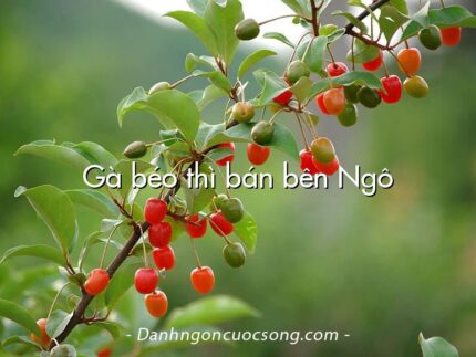 Gà béo thì bán bên Ngô