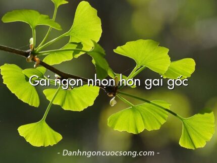 Gai ngọn nhọn hơn gai gốc