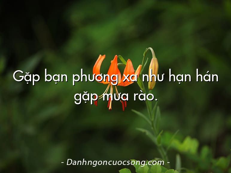 Gặp bạn phương xa như hạn hán gặp mưa rào.
