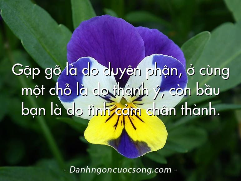 Gặp gỡ là do duyên phận, ở cùng một chỗ là do thành ý, còn bầu bạn là do tình cảm chân thành.
