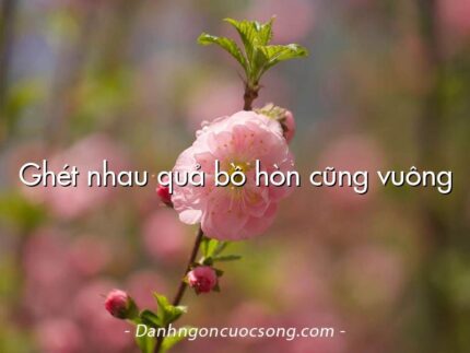 Ghét nhau quả bồ hòn cũng vuông