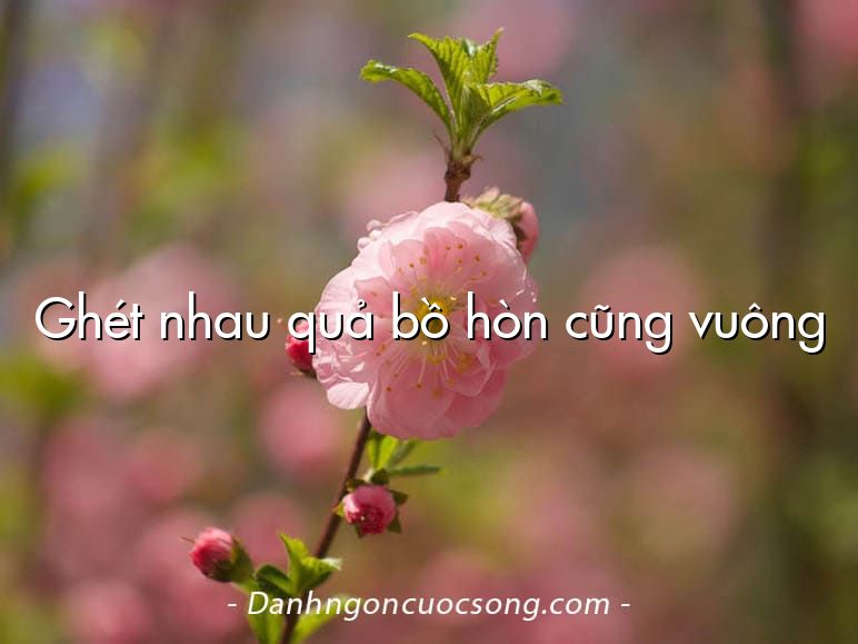 Ghét nhau quả bồ hòn cũng vuông