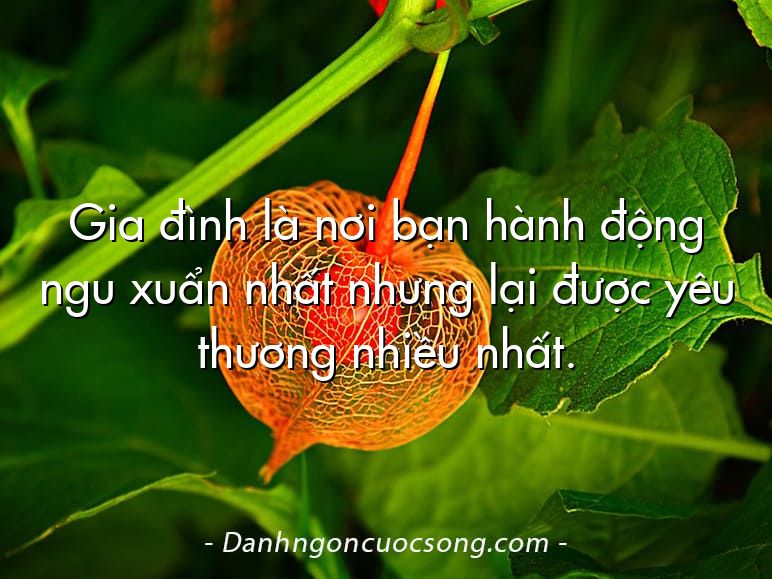 Gia đình là nơi bạn hành động ngu xuẩn nhất nhưng lại được yêu thương nhiều nhất.