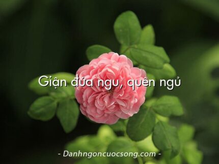 Giận đứa ngu, quên ngủ