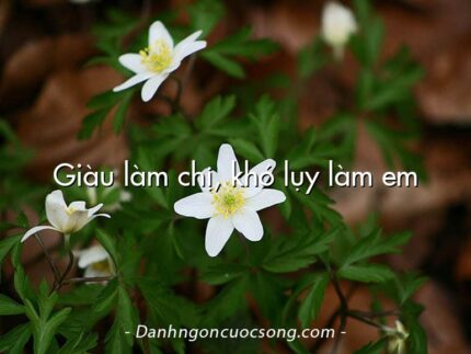 Giàu làm chị, khó lụy làm em