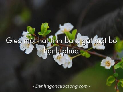 Gieo một hạt tình bạn; gặt một bó hạnh phúc.