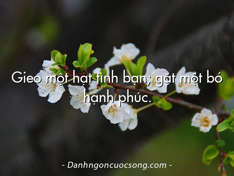 Gieo một hạt tình bạn; gặt một bó hạnh phúc.