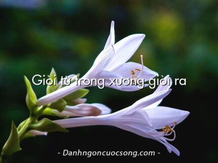 Giòi từ trong xương giòi ra