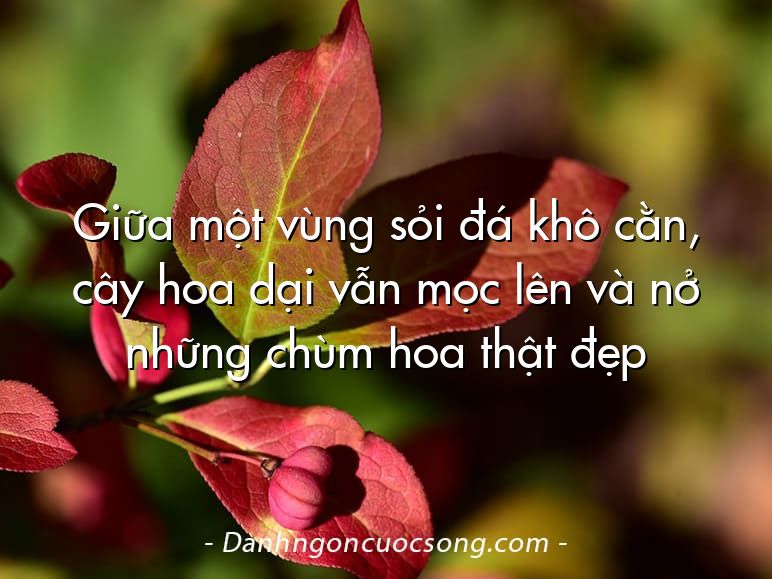 Giữa một vùng sỏi đá khô cằn, cây hoa dại vẫn mọc lên và nở những chùm hoa thật đẹp