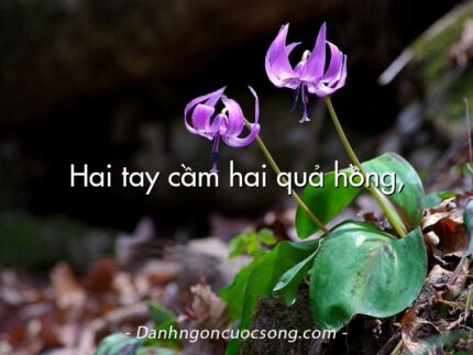 Hai tay cầm hai quả hồng,