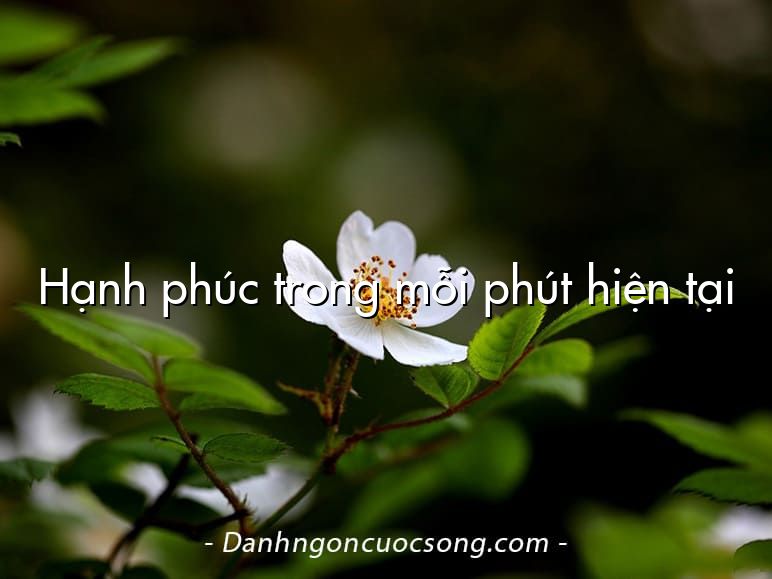 Hạnh phúc trong mỗi phút hiện tại
