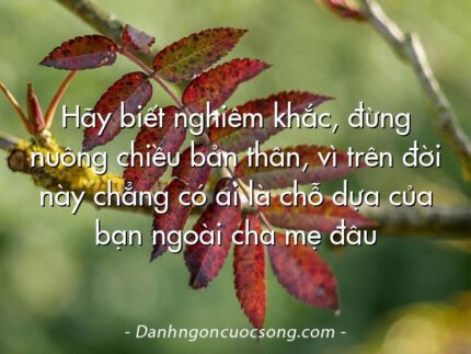 Hãy biết nghiêm khắc, đừng nuông chiều bản thân, vì trên đời này chẳng có ai là chỗ dựa của bạn ngoài cha mẹ đâu