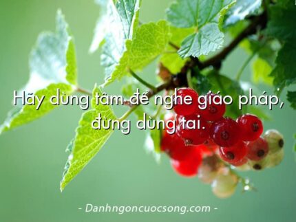 Hãy dùng tâm để nghe giáo pháp, đừng dùng tai.