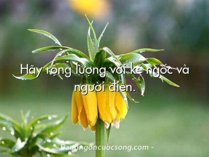 Hãy rộng lượng với kẻ ngốc và người điên.