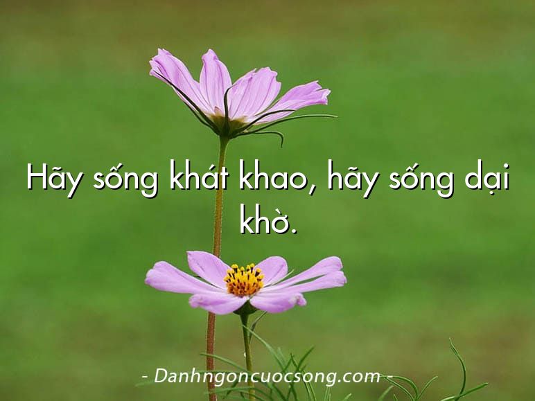 Hãy sống khát khao, hãy sống dại khờ.