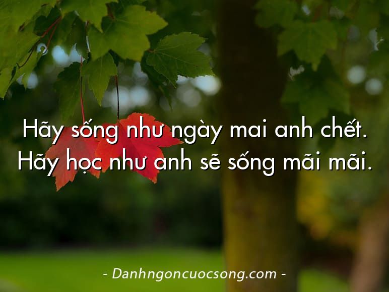 Hãy sống như ngày mai anh chết. Hãy học như anh sẽ sống mãi mãi.