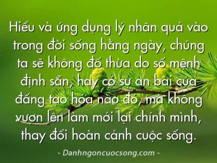 Hiểu và ứng dụng lý nhân quả vào trong đời sống hằng ngày, chúng ta sẽ không đổ thừa do số mệnh định sẵn, hay có sự an bài của đấng tạo hóa nào đó, mà không vươn lên làm mới lại chính mình, thay đổi hoàn cảnh cuộc sống.