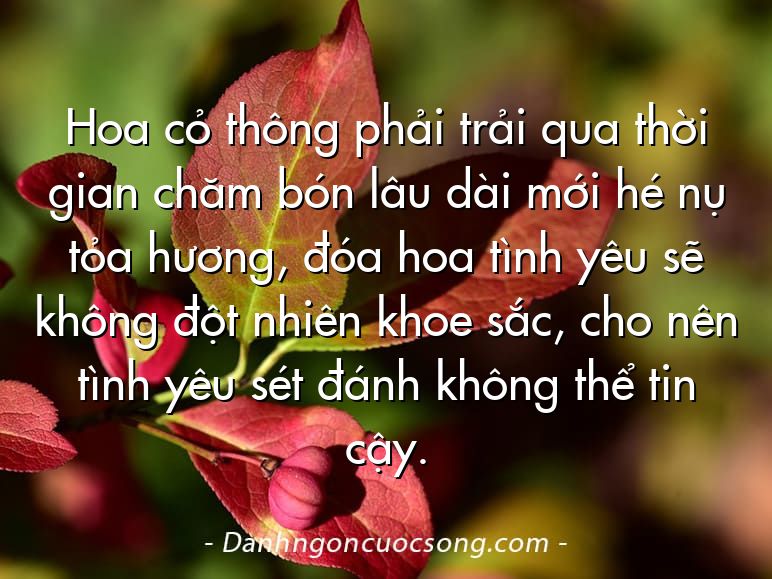 Hoa cỏ thông phải trải qua thời gian chăm bón lâu dài mới hé nụ tỏa hương, đóa hoa tình yêu sẽ không đột nhiên khoe sắc, cho nên tình yêu sét đánh không thể tin cậy.