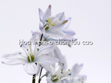 Hoa thơm ở chốn lầu cao