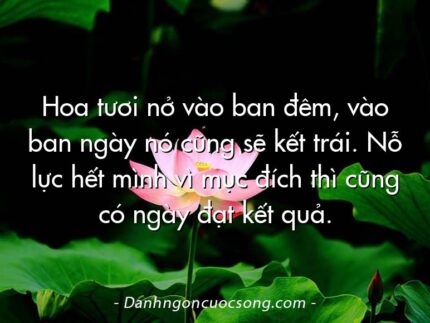 Hoa tươi nở vào ban đêm, vào ban ngày nó cũng sẽ kết trái. Nỗ lực hết mình vì mục đích thì cũng có ngày đạt kết quả.