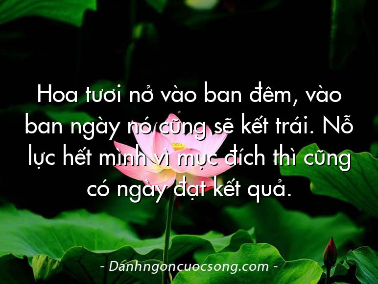 Hoa tươi nở vào ban đêm, vào ban ngày nó cũng sẽ kết trái. Nỗ lực hết mình vì mục đích thì cũng có ngày đạt kết quả.