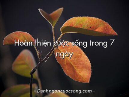 Hoàn thiện cuộc sống trong 7 ngày