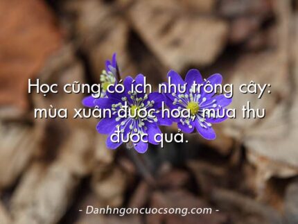 Học cũng có ích như trồng cây: mùa xuân được hoa, mùa thu được quả.