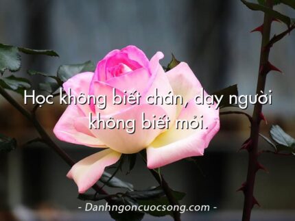 Học không biết chán, dạy người không biết mỏi.