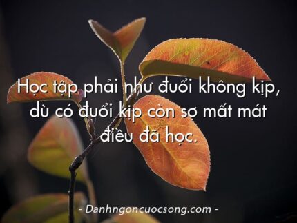 Học tập phải như đuổi không kịp, dù có đuổi kịp còn sợ mất mát điều đã học.