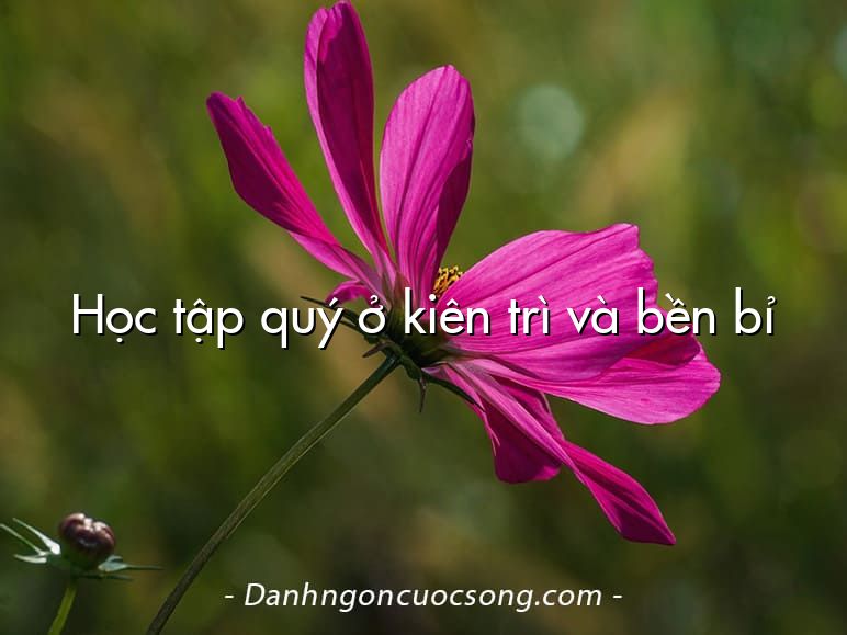 Học tập quý ở kiên trì và bền bỉ