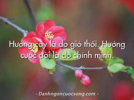 Hướng cây là do gió thổi. Hướng cuộc đời là do chính mình.