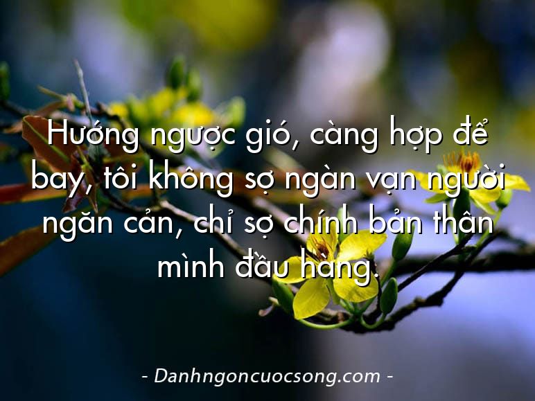 Hướng ngược gió, càng hợp để bay, tôi không sợ ngàn vạn người ngăn cản, chỉ sợ chính bản thân mình đầu hàng.