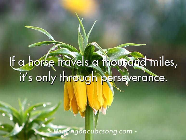 If a horse travels a thousand miles, it’s only through perseverance.