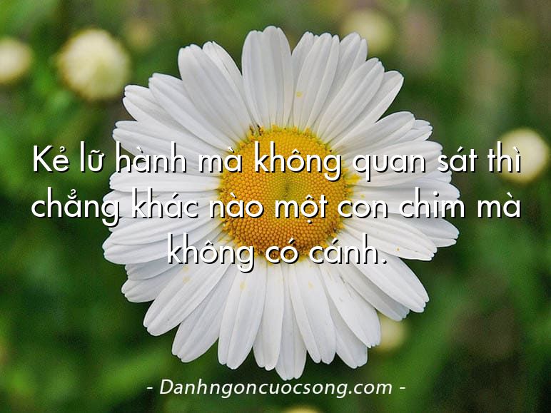 Kẻ lữ hành mà không quan sát thì chẳng khác nào một con chim mà không có cánh.