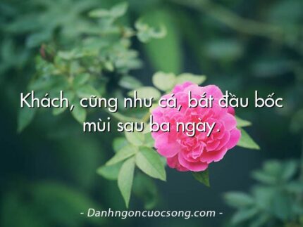 Khách, cũng như cá, bắt đầu bốc mùi sau ba ngày.