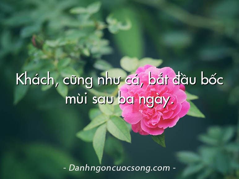 Khách, cũng như cá, bắt đầu bốc mùi sau ba ngày.