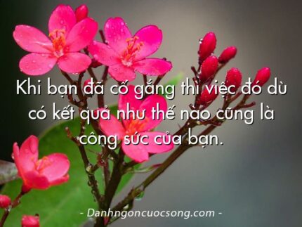 Khi bạn đã cố gắng thì việc đó dù có kết quả như thế nào cũng là công sức của bạn.