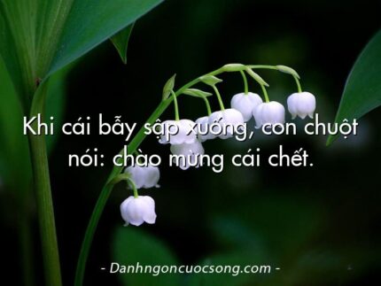 Khi cái bẫy sập xuống, con chuột nói: chào mừng cái chết.