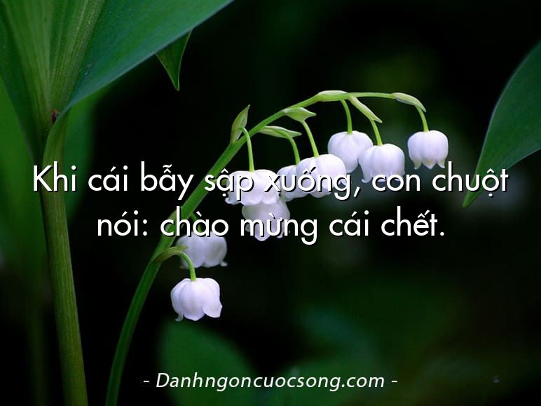 Khi cái bẫy sập xuống, con chuột nói: chào mừng cái chết.