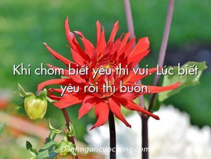 Khi chớm biết yêu thì vui. Lúc biết yêu rồi thì buồn.