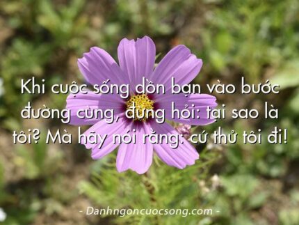 Khi cuộc sống dồn bạn vào bước đường cùng, đừng hỏi: tại sao là tôi? Mà hãy nói rằng: cứ thử tôi đi!